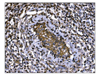 Anti-IGF2R Antibody (monoclonal, 6G2)