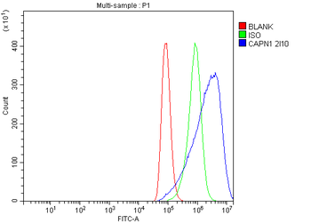 Anti-Calpain 1 Antibody (monoclonal, 2I10)