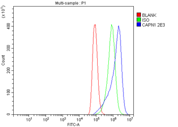 Anti-Calpain 1 Antibody (monoclonal, 2E3)
