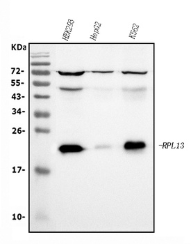 RPL13A Antibody (monoclonal, 4C9)