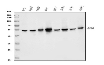DDX6 Antibody (monoclonal, 8G6)