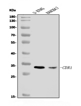 CDR1 Antibody