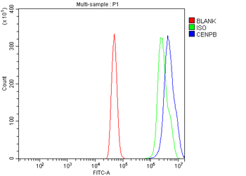 Anti-CENPB Antibody