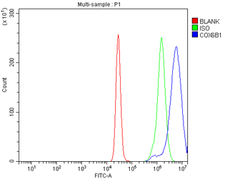 Anti-COX6B1 Antibody