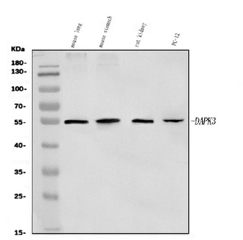 ZIP Kinase/Dapk3 Antibody