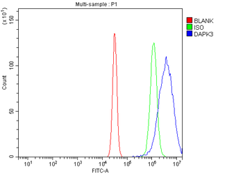 Anti-ZIP Kinase/Dapk3 Antibody