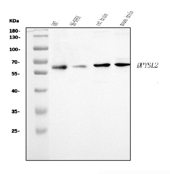 CRMP2/DPYSL2 Antibody