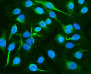 Anti-CRMP2/DPYSL2 Antibody