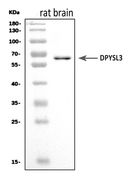 CRMP4/Dpysl3 Antibody