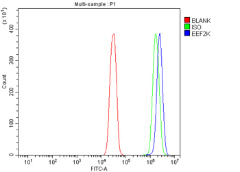 Anti-EEF2K Antibody