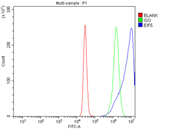 Anti-EIF5 Antibody