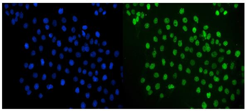 Anti-c-Jun/JUN Antibody
