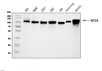 KIF2A Antibody