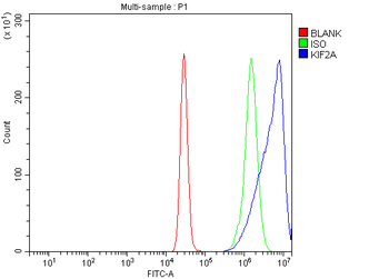 Anti-KIF2A Antibody