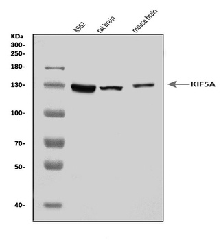 KIF5A Antibody