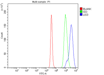Anti-DNA Ligase III/LIG3 Antibody