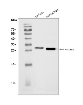 Nr0b2 Antibody
