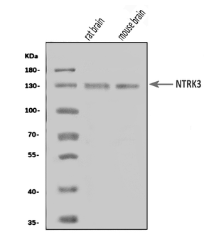 Anti-TrkC/NTRK3 Antibody