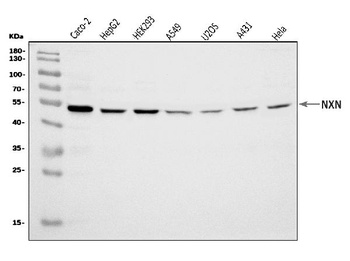 NXN/NRX Antibody