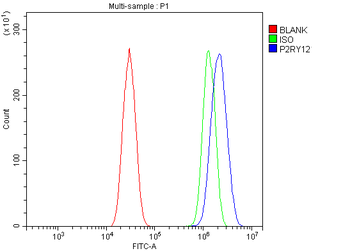 Anti-P2Y12/P2ry12 Antibody