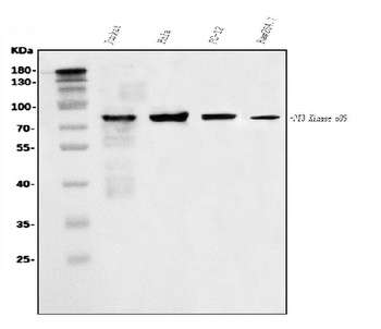 PI 3 Kinase p85 alpha/PIK3R1 Antibody