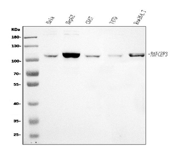 Epac1/RAPGEF3 Antibody