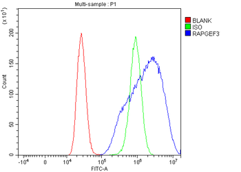 Anti-Epac1/RAPGEF3 Antibody