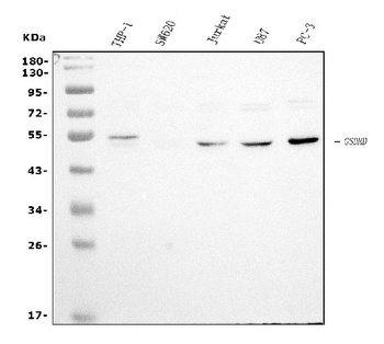 GSDMD Antibody (monoclonal, 6D11)