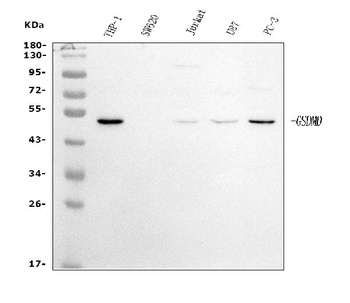 GSDMD Antibody (monoclonal, 3D5)