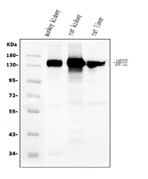 CD13/ANPEP Antibody (monoclonal, 7F2)