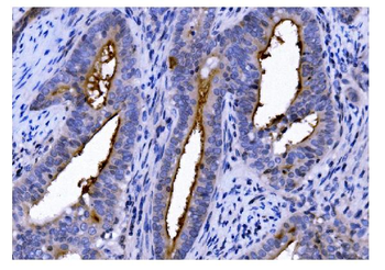 Anti-CD13/ANPEP Antibody (monoclonal, 7F2)