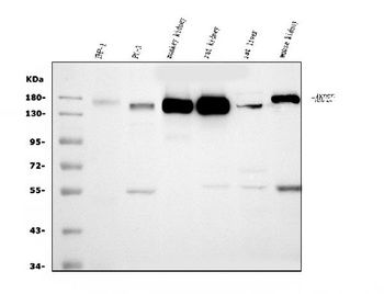 CD13/ANPEP Antibody (monoclonal, 9G5)