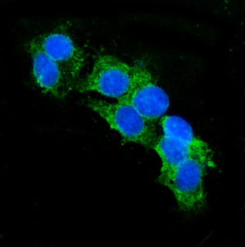 Anti-CD13/ANPEP Antibody (monoclonal, 9G5)