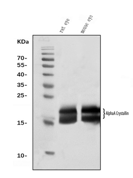 Alpha A Crystallin Antibody (monoclonal, 10B9)