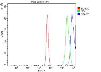 Anti-DBC-1/CCAR2 Antibody