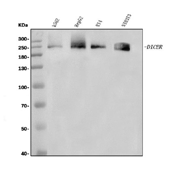 Dicer/DICER1 Antibody