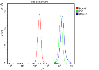 Anti-Dicer/DICER1 Antibody
