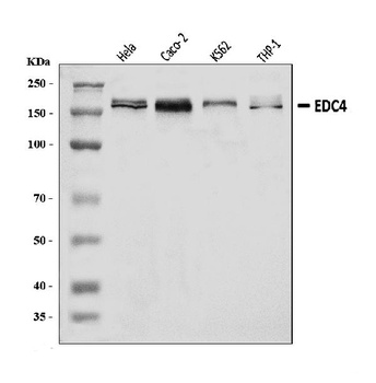 EDC4 Antibody