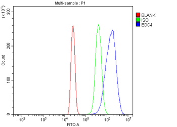 Anti-EDC4 Antibody