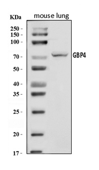 Gbp4 Antibody