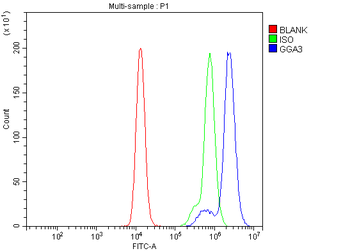 Anti-GGA3 Antibody