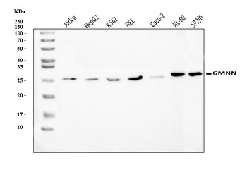 Geminin/GMNN Antibody