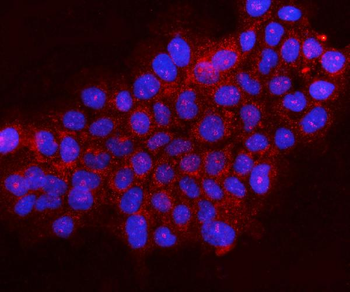 Anti-Gephyrin/GPHN Antibody