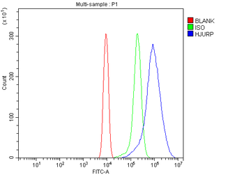 Anti-Hjurp Antibody