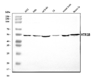 5HT1B/HTR1B Antibody
