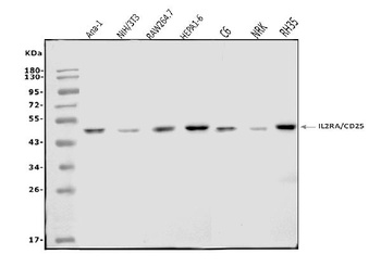 IL-2 Receptor alpha/Il2ra Antibody