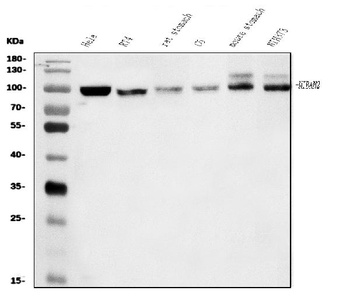 FAM129B/NIBAN2 Antibody