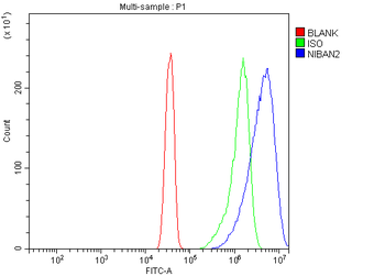 Anti-FAM129B/NIBAN2 Antibody