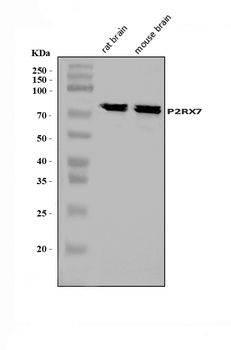 P2X7/P2RX7 Antibody