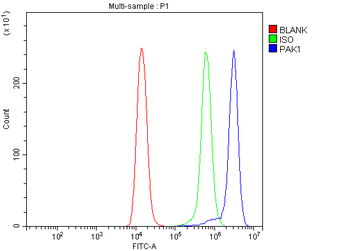 Anti-PAK1 Antibody